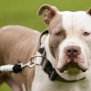An XL bully dog. The breed will be banned from February 1 next year