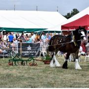 Horses are a popular feature at Tockwith Show