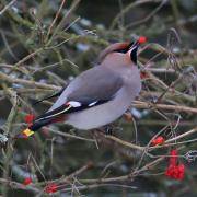 Waxwing eating a berry. Picture: Richard Willison