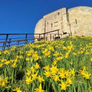 Spring daffodils at Clifford's Tower in February last year. Daffodil bulbs were planted on the tower’s mound in 1992 to commemorate the 150 men, women and children of the Jewish faith who died here in 1190 after being besieged by a mob