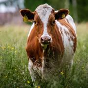 A cow was freed from a barbed wire fence in North Yorkshire after a ladies walking group phoned the emergency services