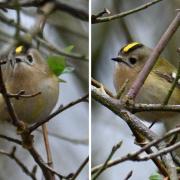 Photos of a tiny goldcrest at Askham Bog in York by Dave Greenwood