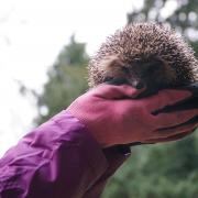 Spikey tripled in weight under the care of Dringhouses Hedgehog Rescue