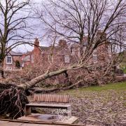 Uprooted tree after the floods in Tower Gardens by Matthew Lightfoot
