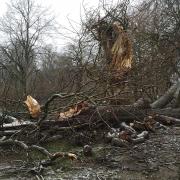 Damaged trees along the river Ouse in York