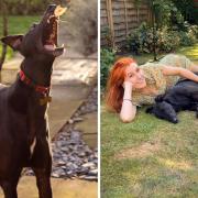 Greyhound Burt has devised a clever trick to fool his owner Rebecca Tivey into giving him a treat