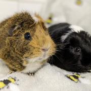 Coco and Mr Bruno Wasabi. Picture: York RSPCA