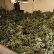 More than 300 plants were seized at the property