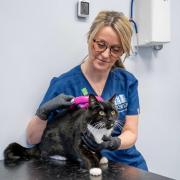 Linda McNulty scanning for a cat's microchip at Tower Vets which is holding a microchipping event ahead of the new law