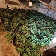 Harrogate cannabis farm uncovered an arrests made