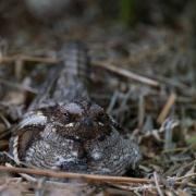 Ground-nesting birds like the Nightjar are particularly vulnerable to dogs. Picture: David Tipling