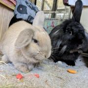 Best friends: Saffron, left, and Domino. Picture: York RSPCA