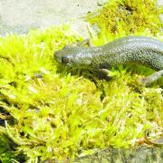 Ponds for Great Crested Newts are being approved across York and North Yorkshire