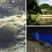 Left and bottom right: glutinous snails. Top right: the Askham Bryan Wildlife Park's wetland area