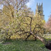 Toppled tree Dean's Park in front on York Minster. Photo by Garry Hornby