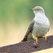 Does the sound of cuckoos herald the arrival of summer?