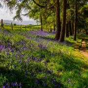 There's still time to catch the bluebells at these North Yorkshire woodlands