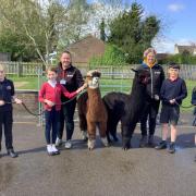 Sheriff Alpacas with pupils at Copmanthorpe School