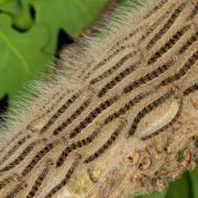 Contact with oak processionary moth caterpillars can cause itchy rashes, eye and throat irritation