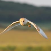 Barn owl in flight: