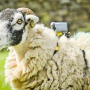 One of the sheep from Harrogate which have been fitted with video cameras to film the Tour riders