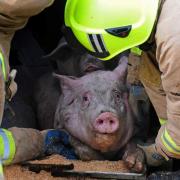 HELPING HANDS: A pig is rescued by firefighters after the lorry crash on the outskirts of York