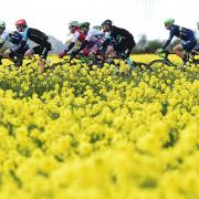 The peloton makes it way through the Yorkshire countryside during last year's Tour de Yorkshire. Picture: Alex Broadway/SWpix.com