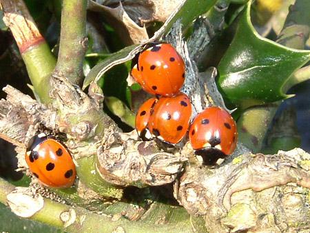 Lady birds on a holly hedge. Picture: John Boyes
