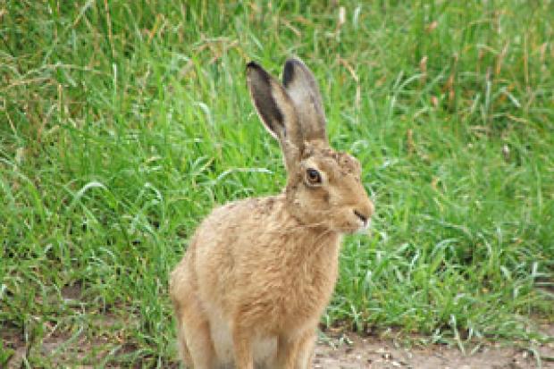 Brown hare.  Picture: Jon Trail