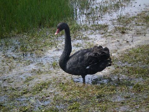 Black swan at Berwick Upon Tweed. Picture: Sue Wade