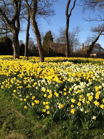 Bright and beautiful: the Marie Curie Field of Hope, Limekiln Lane, 
Bridlington. Picture: Aled Jones
