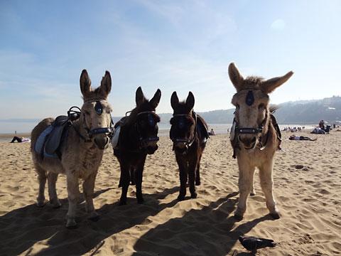 Scarborough donkeys - Zippy, Freddie, Simon and Beckham. Picture: Ken Craig 