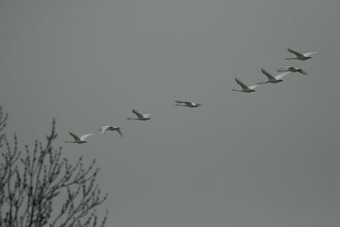 Swans over Canal Head at Pocklington.
 
Picture: Michael Barker
