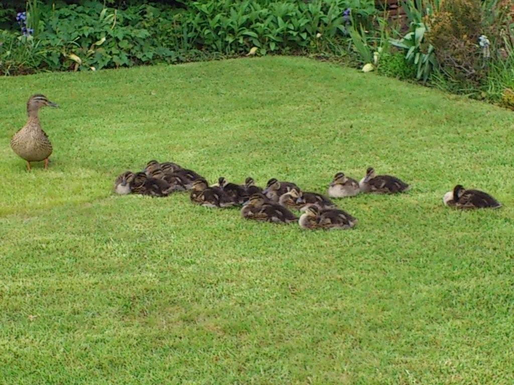 Dunnington ducks. PIcture: Pauline Bell