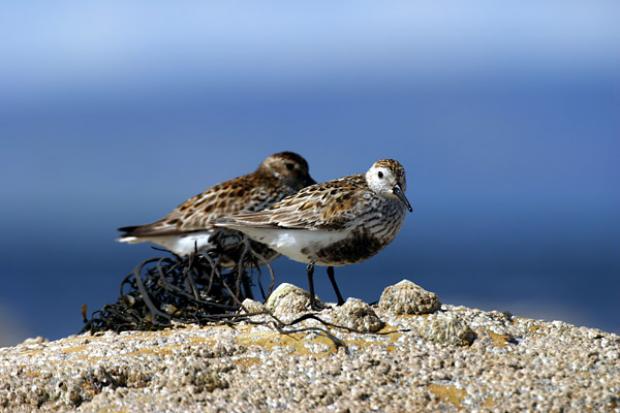 Picture of Dunlin by Tom Marshall
