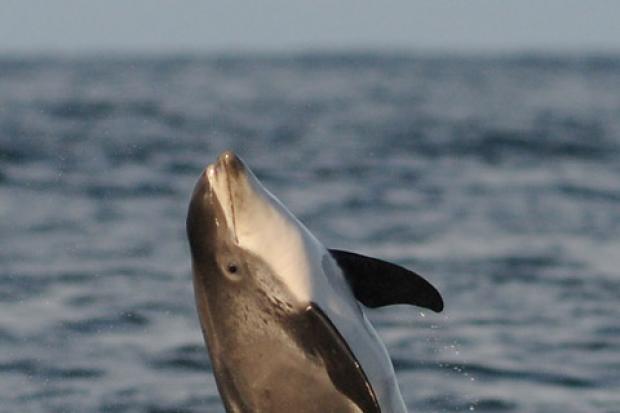 White-beaked Dolphin – a species that would    benefit from a coherent network of Marine Conservation Zones off the Yorkshire Coast. Photo: Martin Kitching