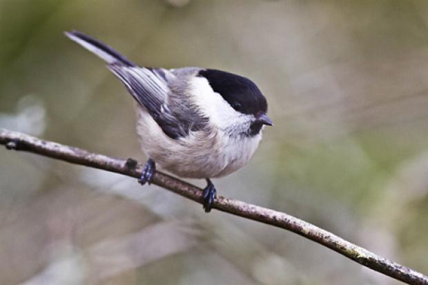 Listen out for a willow tit’s low-pitched ‘eez-eez-eez’ at Askham Bog. Picture: Harry Hogg