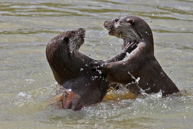 Otters frolic in the Ouse.  Picture: Margaret Holland