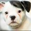 York Press: York dog looks just like Adolf Hitler
