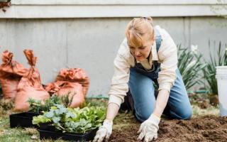 Why should you use feeds and fertilisers in your garden and what type do you need? (Canva)