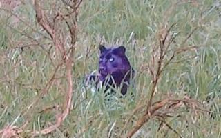 Documentary makers claim they have uncovered the ‘clearest ever’ photo of a big cat prowling the British countryside (Image- SWNS). Today we are looking at big cat sightings in North Yorkshire