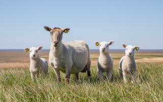 A woman has pleaded guilty to sheep worrying