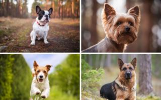 It ranked the 30 most popular dog breeds that it insures. 