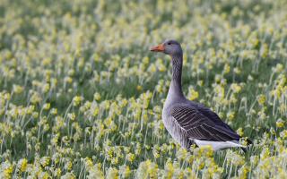 Lynnette Cammidge's photo of a goose among the cowslips at the University of York