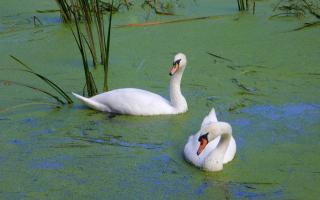 Swans on the River Foss in York. but the river is in crisis, says the River Foss Society