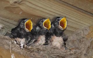 YOUNG TALENT: Baby swallows by Liam Constantine, aged ten