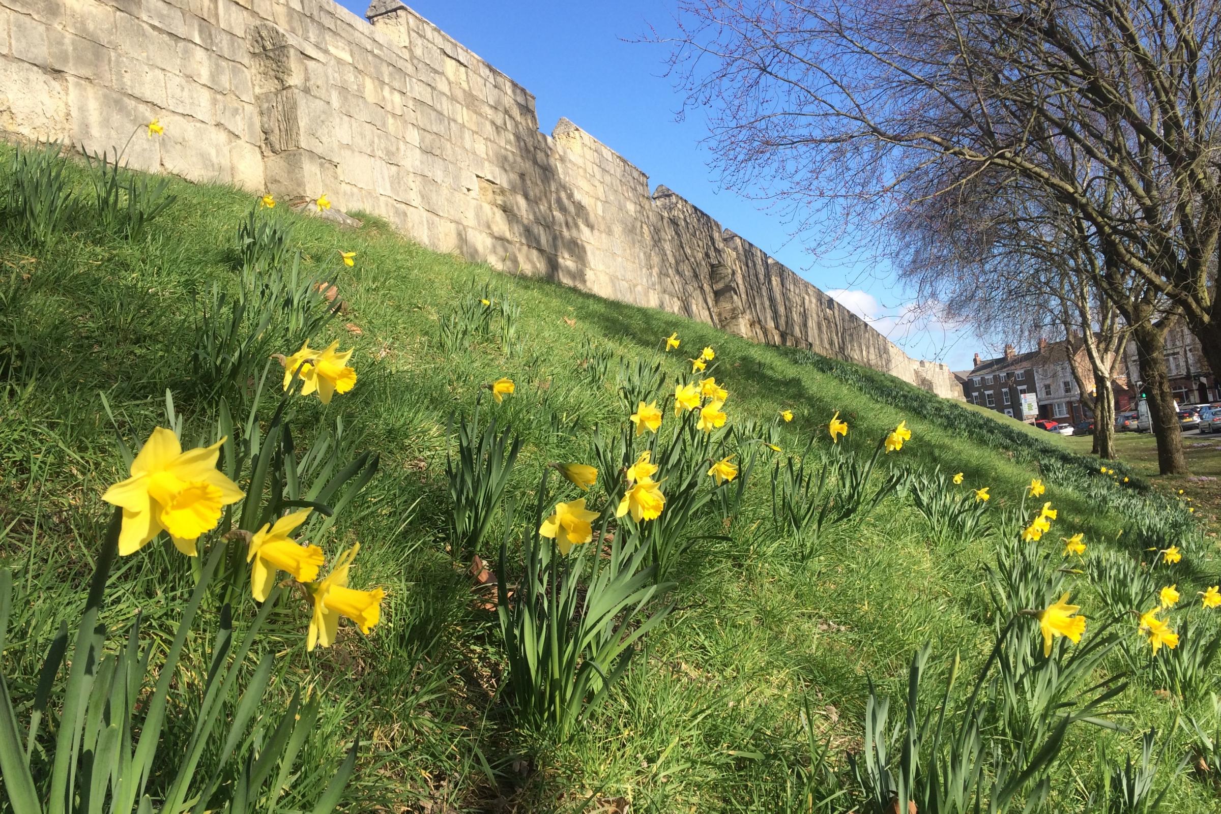 Blooming beautiful weather - the daffs are out as temperatures head for 14C