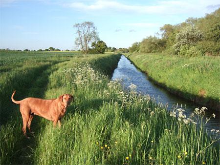 Dog walking down the Foss River at Strensall. Picture: George Starr